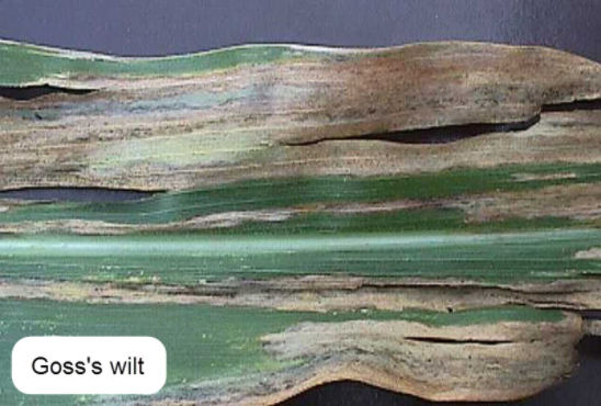 Goss's wilt