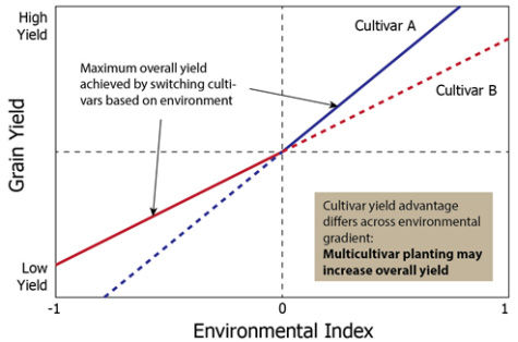 Grain yield of 2 cultivars in a hypothetical field in which the cultivars have a differential response to environmental or management variation.