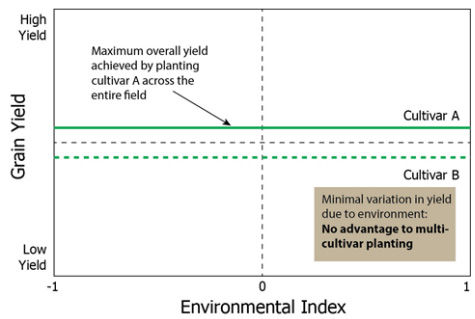 Grain yield of 2 cultivars in a hypothetical field in which there is no spatial variation in yield due to environmental conditions.
