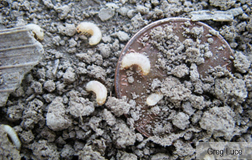 Photo showing grape colaspis larvae size compared to a penny.