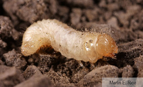 This is a closeup photo showing a grape colaspis larva.