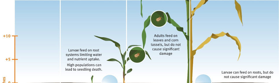 Illustration showing the life cycle of Grape Colaspis in corn.