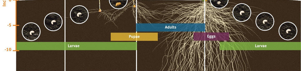 Illustration showing the life cycle of Grape Colaspis in corn.