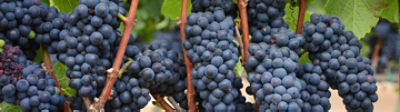 Grapes_Banner_Mobile