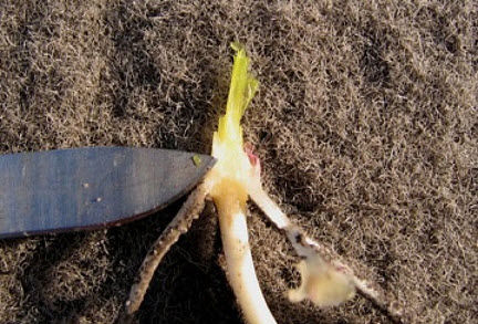 Growth of green tissue near the growing point indicates that this corn plant would have recovered from damage.