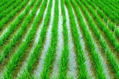 Sembradío de arroz