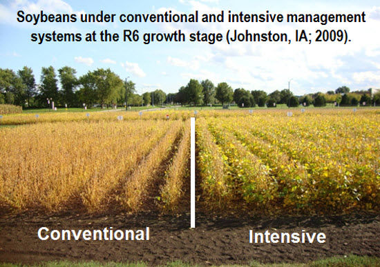Soybeans under conventional and intensive management systems at the R6 growth stage.