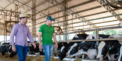 Dois homens andando por um estábulo e olhando vacas leiteiras se alimentando.