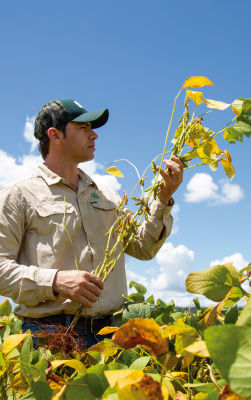 Homem de boné segurando planta de soja e olhando para ela, com céu azul de fundo.