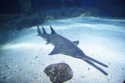 Sealifedinner Shark