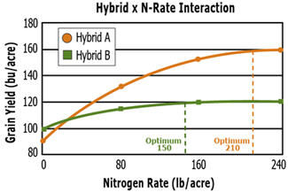 Response of two hypothetical corn hybrids across a range of N application rates. A large difference between the optimum N rates for the two hybrids.