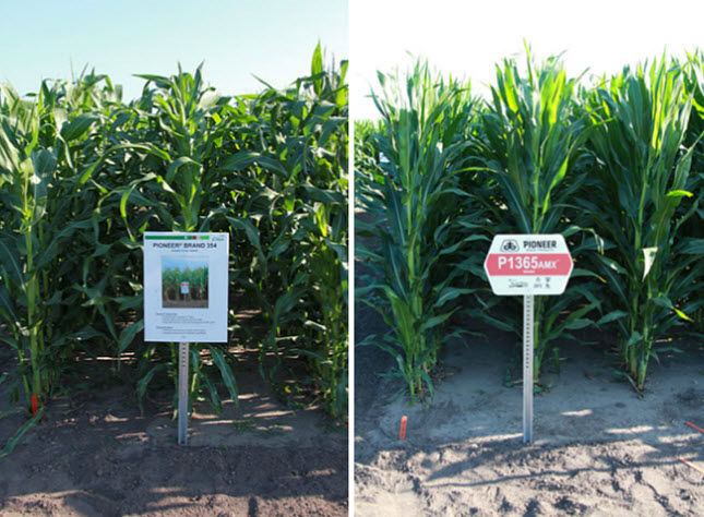 Photo showing Pioneer® corn hybrid 354 (introduced in 1953) and Pioneer P1365AMX™ brand corn (introduced in 2013.)