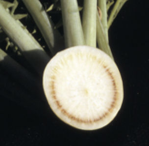 だいこん萎黄病