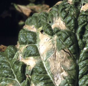 はくさいべと病