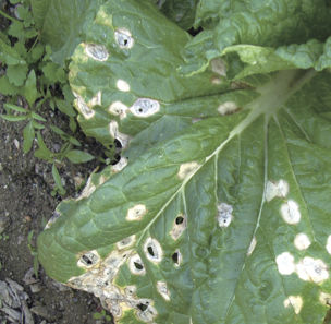 はくさい白斑病