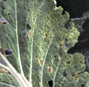 はくさい黒斑病