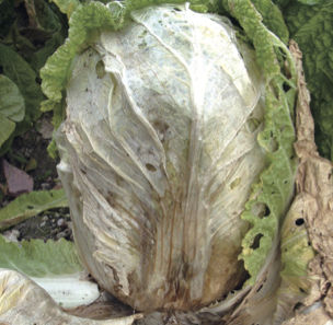 はくさい軟腐病