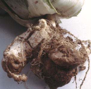 はくさい根こぶ病