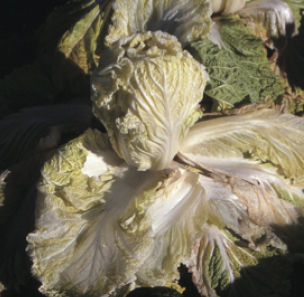 はくさい黄化病