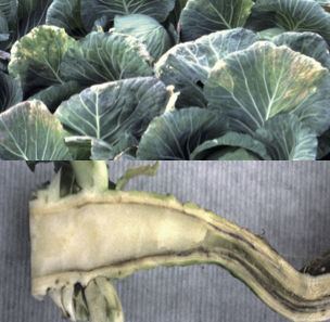 キャベツバーティシリウム萎凋病