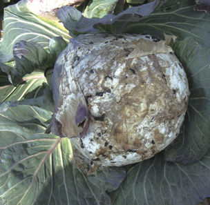 キャベツ菌核病