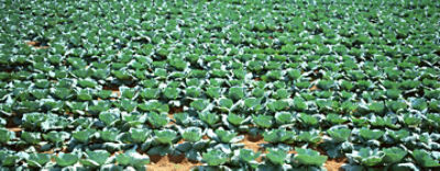 モンシロチョウ