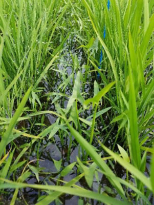 2020年6月27日　散布前