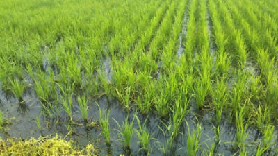 散布後　2020年7月3日