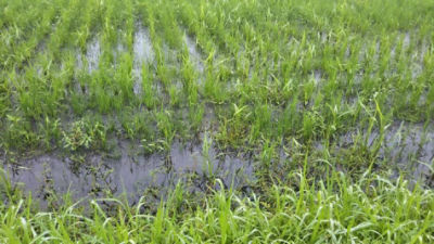 散布前　2020年6月26日