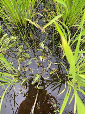 2020年7月4日　散布後