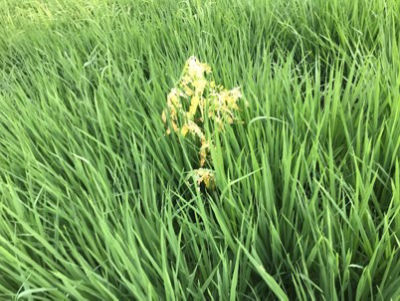 散布後のクサネム