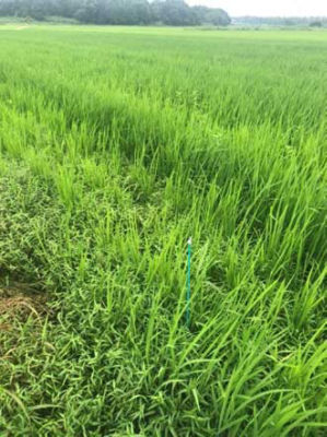 2020年7月21日　散布前