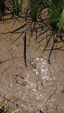 2020年7月16日　散布後