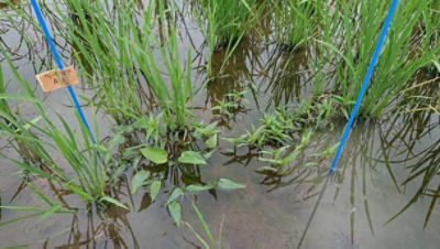 2020年7月4日　散布前