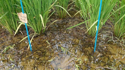 2020年7月12日　散布後