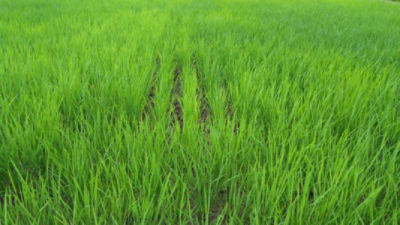 2020年6月27日　散布後