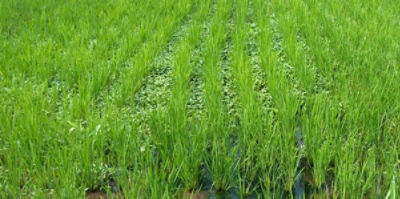 2020年6月15日　散布前