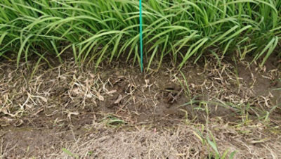 2020年7月15日　散布後