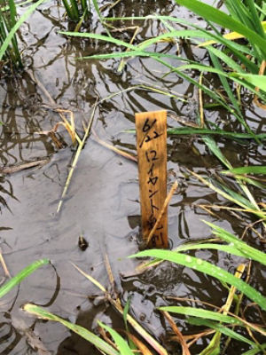 2020年7月3日　散布後