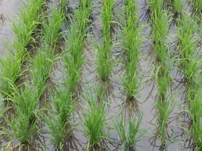 2020年7月10日　散布後