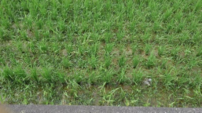 2020年6月24日　散布前