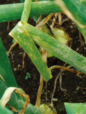 灰色かび病(白斑葉枯病)