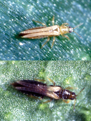 ネギアザミウマ