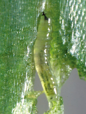 ネギハモグリバエ