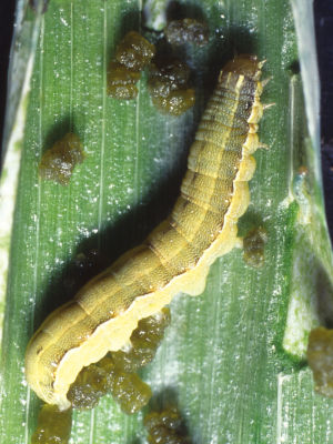 シロイチモジヨトウ