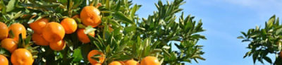 製品ヘッダー　みかん