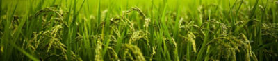 製品ヘッダー　水稲