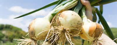 灰色かび病(白斑葉枯病)