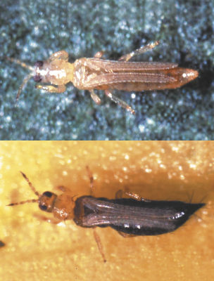 ヒラズハナアザミウマ