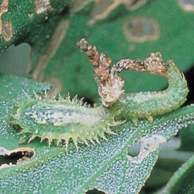 カメノコハムシ